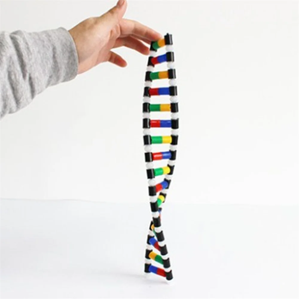 DNA Double Helix Štruktúra Modelu Vzdelávania Zariadenia