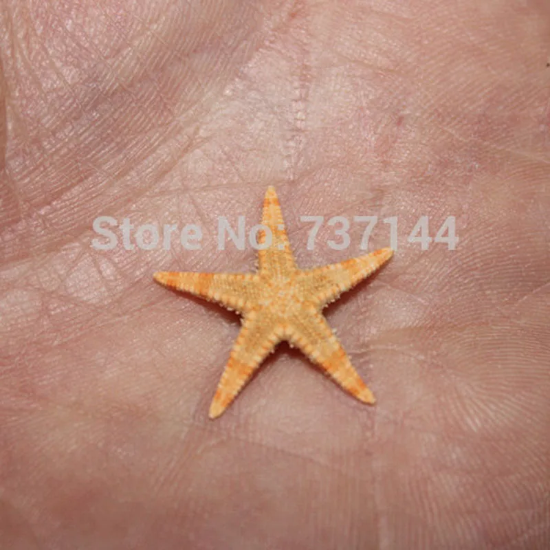 Veľa z 50 5 -15 mm Prírodné Malé Hviezdice Prirodzené Farby Malé Hviezdice Mini päť-špicaté Hviezdy Prírodné Shell pre Domáce Svadbu