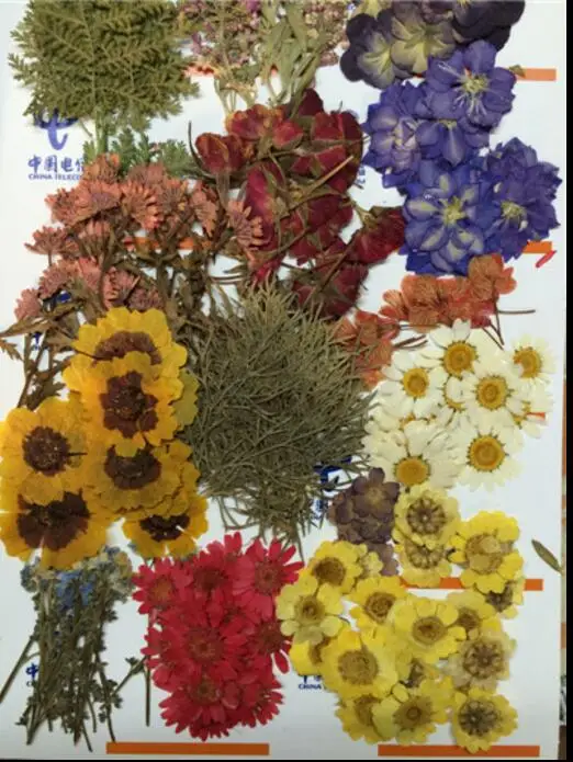 260pcs Najrôznejších Stlačené Sušených Kvetov, Listov Rastlín Herbarium Pre Šperky, Prívesok, Prsteň Náušnice Kvet, Takže Príslušenstvo