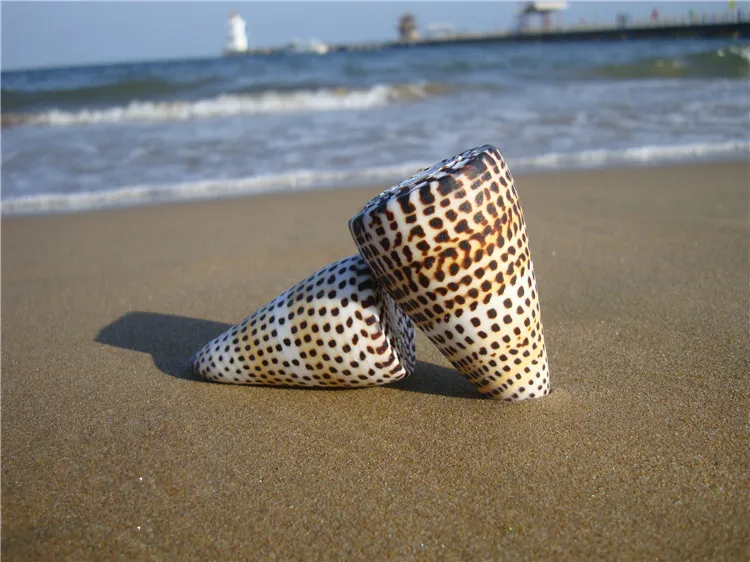 6-9 cm Prírodné Remeselné Kukurica Taro Conch Seashell Mora Slimák Akvarijné Ryby Nádrž Ornamenty, Doplnky Domov Svadobné Dekorácie