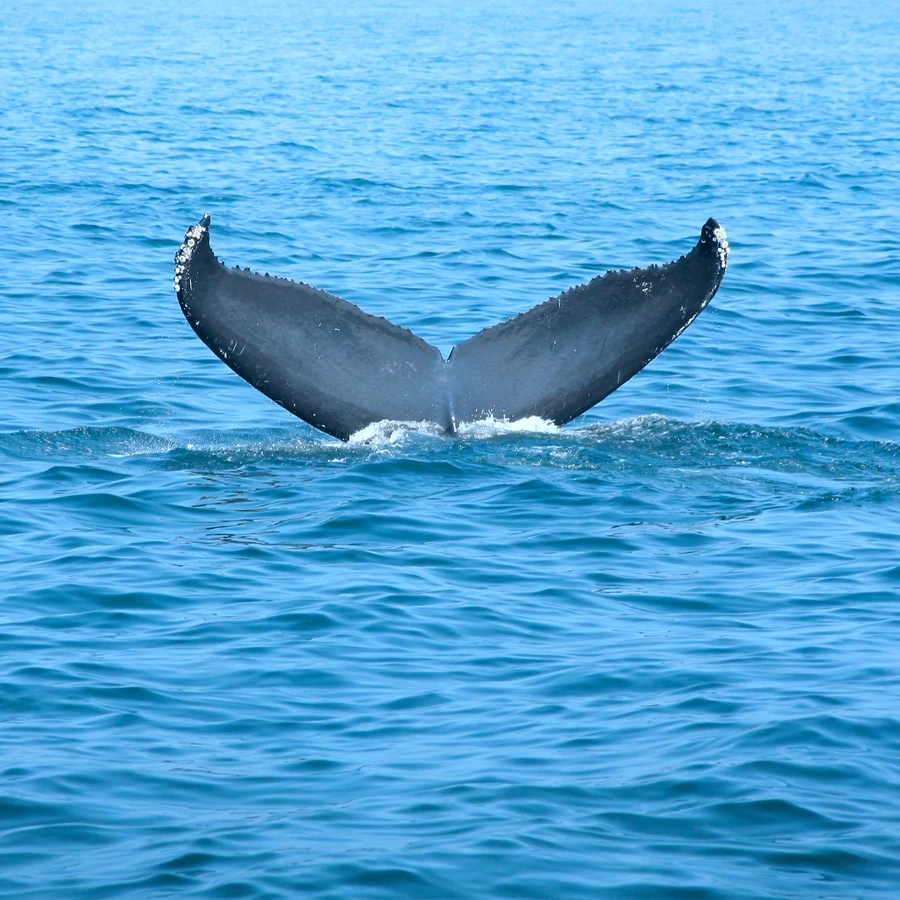 Hrbáč Veľryba V Blue Ocean Plátno Art Print , Tichom Zvierat Veľryba Plátno, Maľovanie obrazov na Stenu TV Gauč Pozadí Art Decor