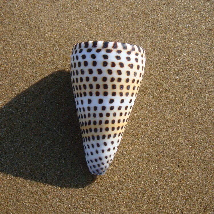 6-9 cm Prírodné Remeselné Kukurica Taro Conch Seashell Mora Slimák Akvarijné Ryby Nádrž Ornamenty, Doplnky Domov Svadobné Dekorácie