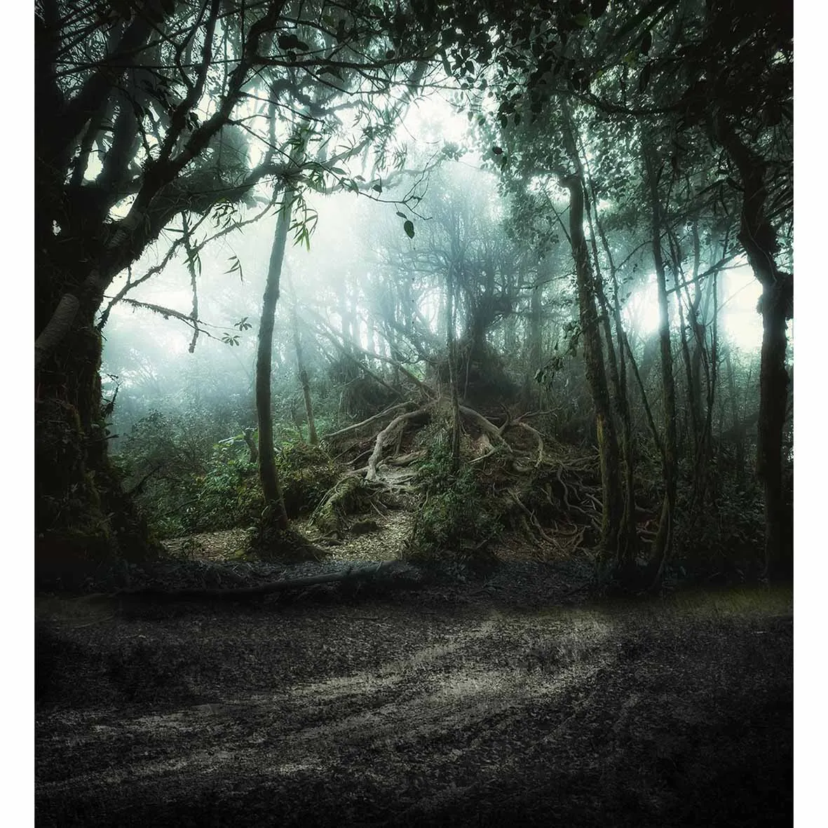 Allenjoy divov tajomný les rozprávky profesionálne fotografovanie pozadie fond fond foto štúdio dieťa fotografie