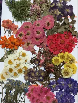 260pcs Najrôznejších Stlačené Sušených Kvetov, Listov Rastlín Herbarium Pre Šperky, Prívesok, Prsteň Náušnice Kvet, Takže Príslušenstvo