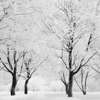KATE Fotografie Pozadie Zimné Biely Sneh Scenériou Lesa Fotografie Pozadí Pobočky snehová búrka Pozadie Fotografie Štúdio