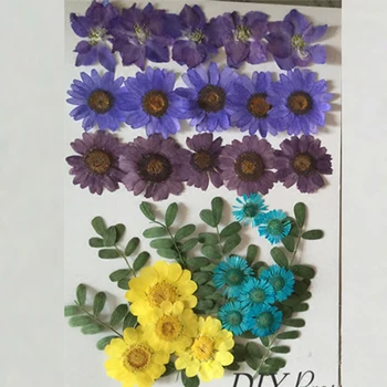 Rôzne Larkspur / List / Chryzantéma Modrý A Ružový Kvet Sušené kvety Opatrenia DIY Telefón Prípad zadarmo zásielky, 2 tašky